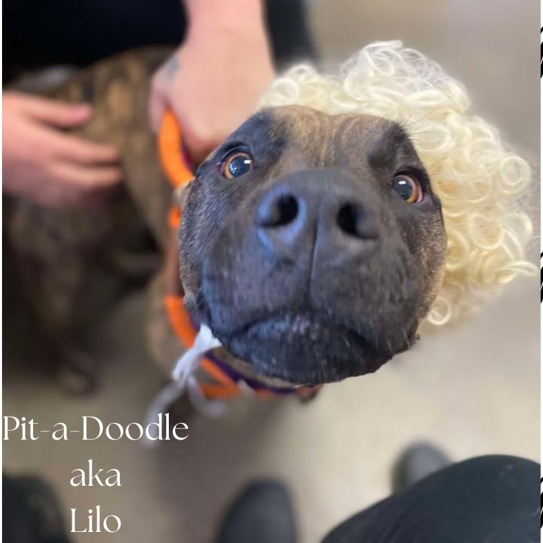 Enlarge Lilo, a Adoptable mixed breed in Vinita, OK image 3/6