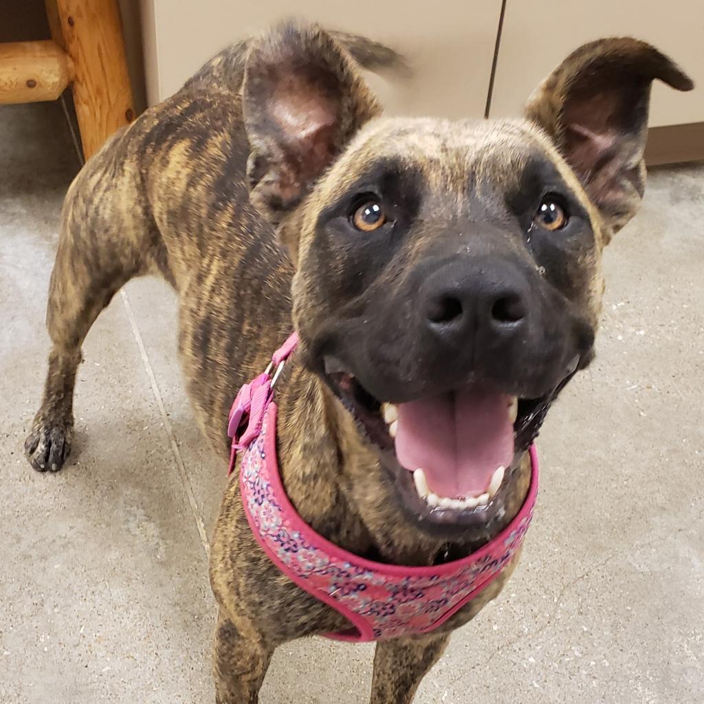 Enlarge Lilo, a Adoptable mixed breed in Vinita, OK image 4/6