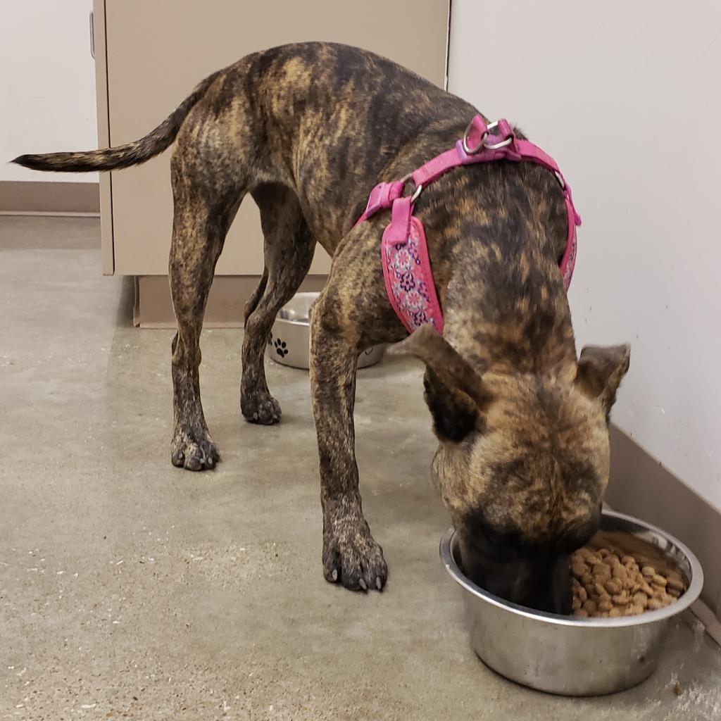 Enlarge Lilo, a Adoptable mixed breed in Vinita, OK image 6/6