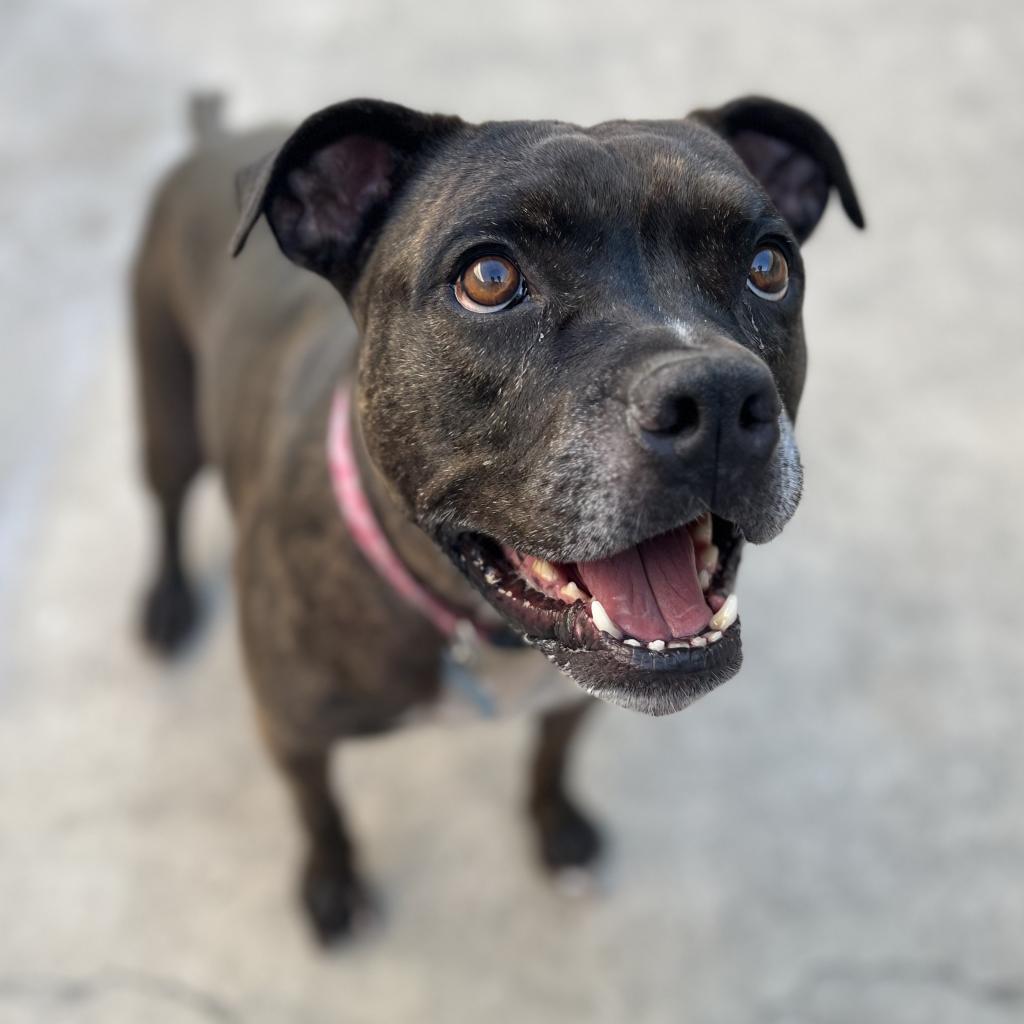 Zoe(C000-321) - City of Industry Location, a Adoptable mixed breed in Chino Hills, CA image 1/6