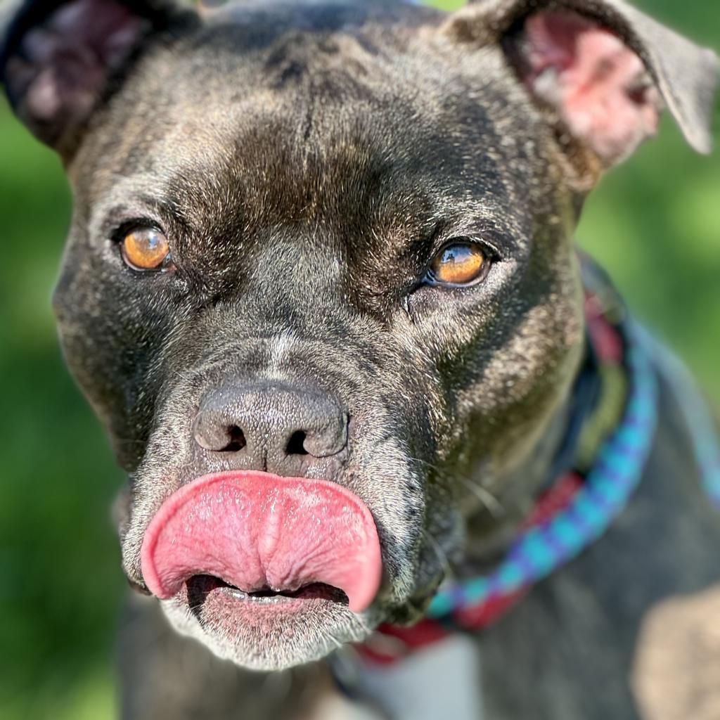 Zoe(C000-321) - City of Industry Location, a Adoptable mixed breed in Chino Hills, CA image 3/6