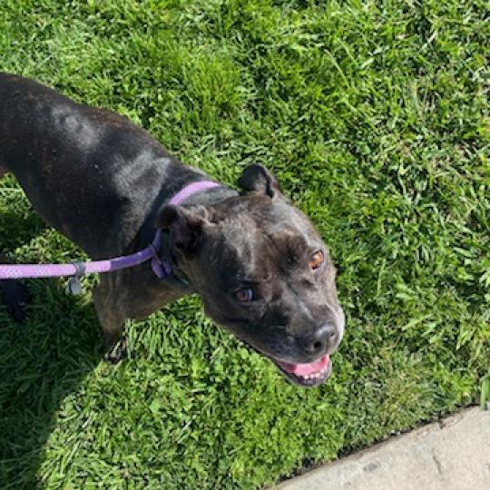 Zoe(C000-321) - City of Industry Location, a Adoptable mixed breed in Chino Hills, CA image 4/6