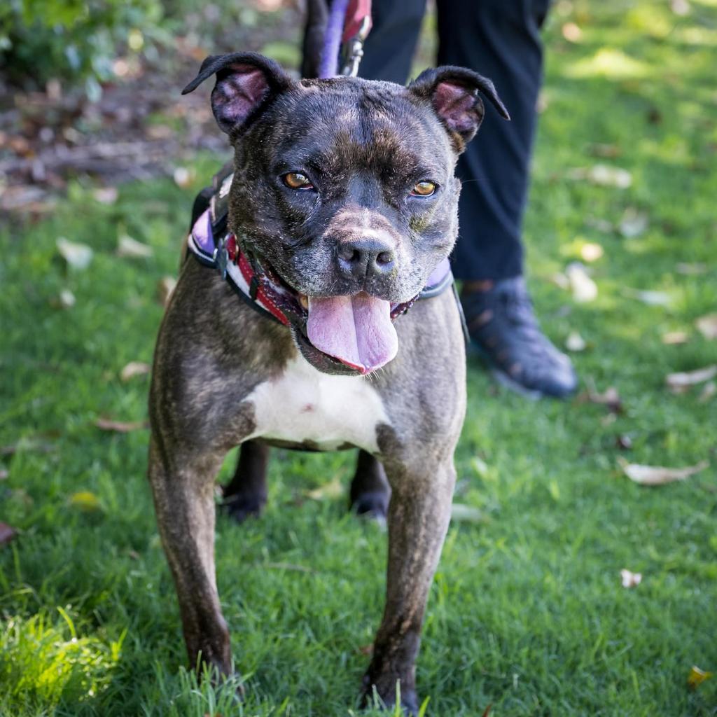 Zoe(C000-321) - City of Industry Location, a Adoptable mixed breed in Chino Hills, CA image 5/6