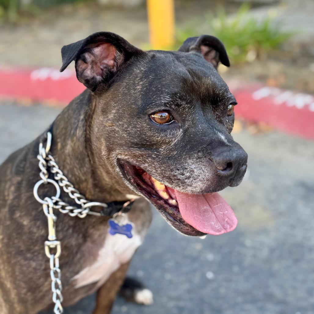 Zoe(C000-321) - City of Industry Location, a Adoptable mixed breed in Chino Hills, CA image 6/6