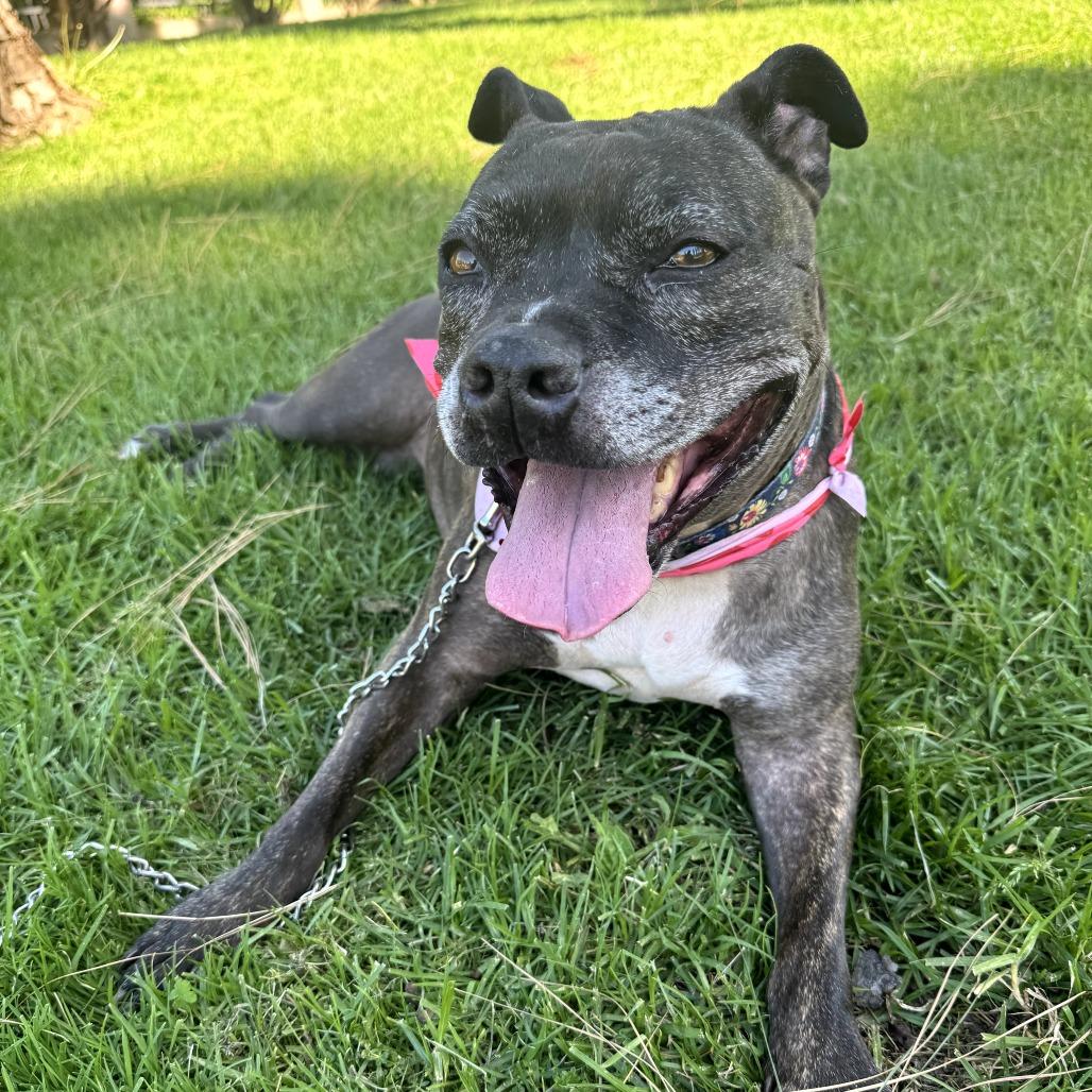 Enlarge Zoe(C000-321) - City of Industry Location, a Adoptable mixed breed in Chino Hills, CA image 6/6