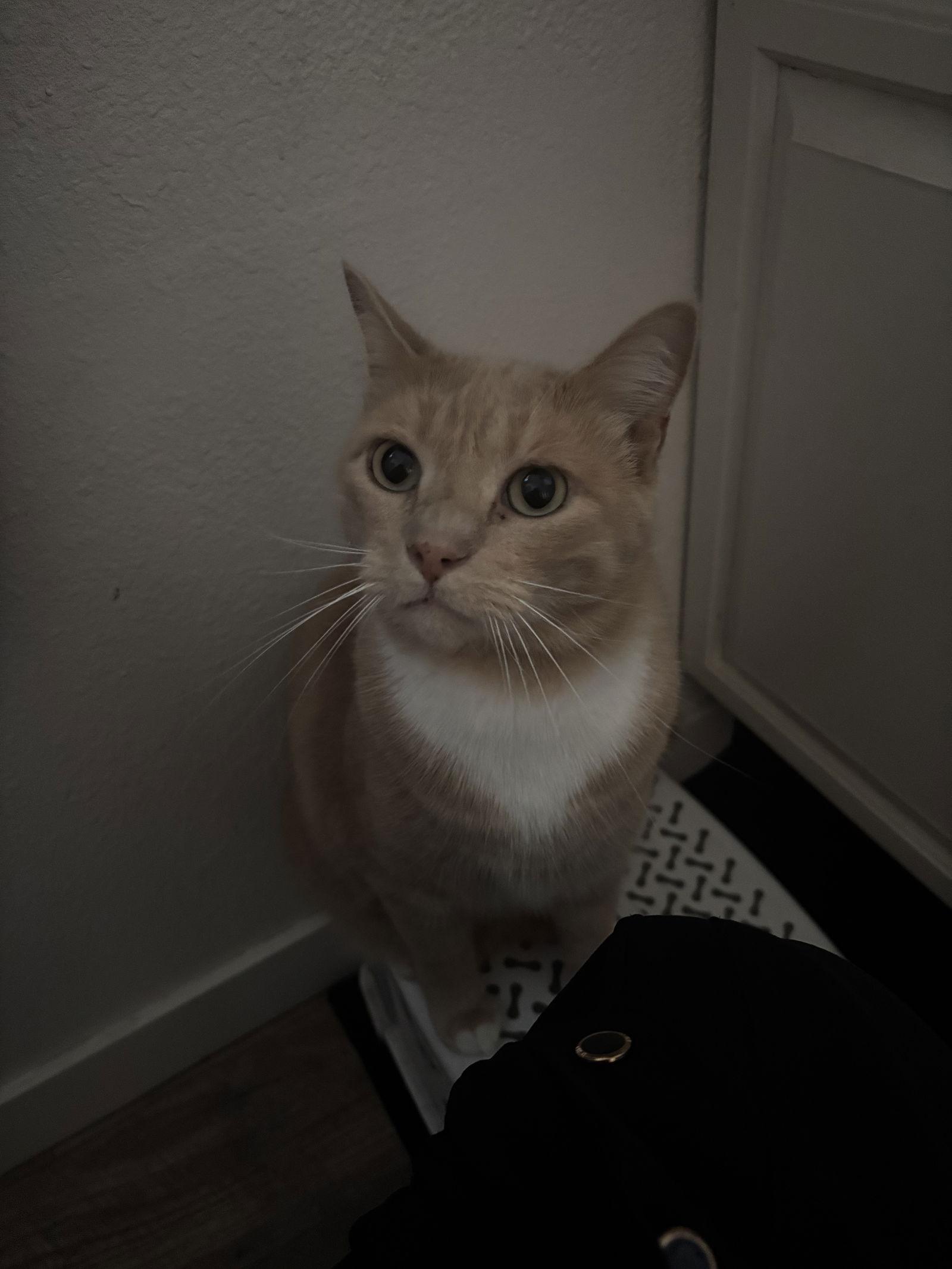 Loki + Freya, Adoptable, Adult Male Domestic Short Hair.