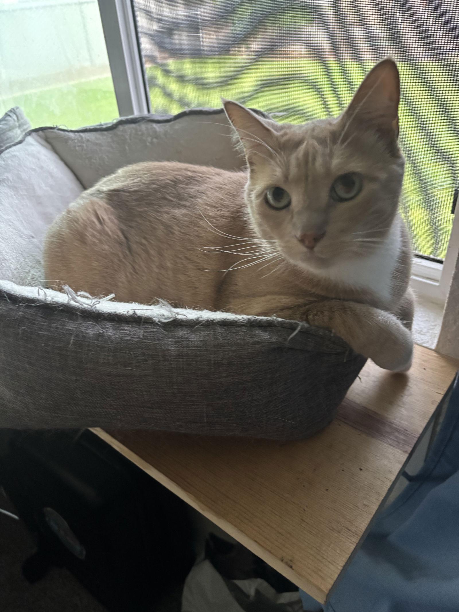 Enlarge Loki + Freya, a Adoptable Domestic Short Hair in Davis, CA image 2/3