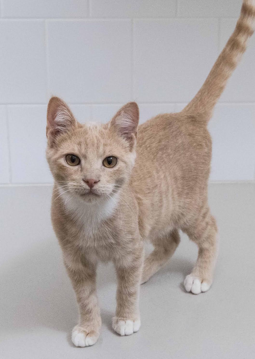 Enlarge Loki + Freya, a Adoptable Domestic Short Hair in Davis, CA image 3/3