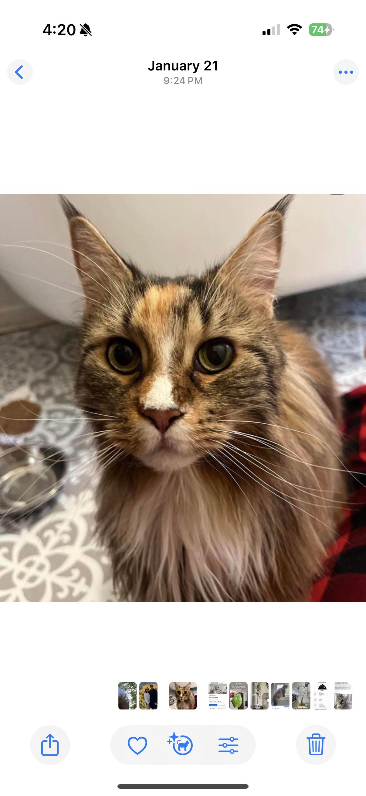 Aspen, Adoptable, Adult Female Norwegian Forest Cat.