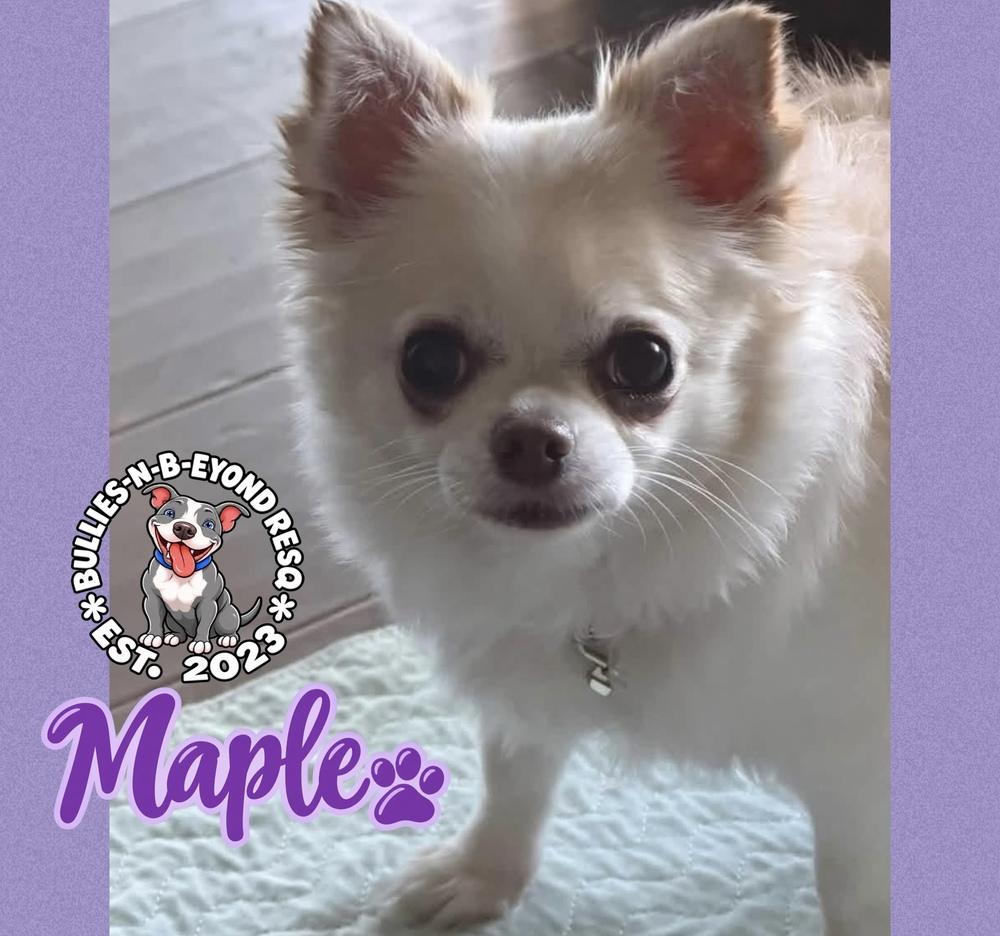 Maple, Adoptable, Adult Female Chihuahua.