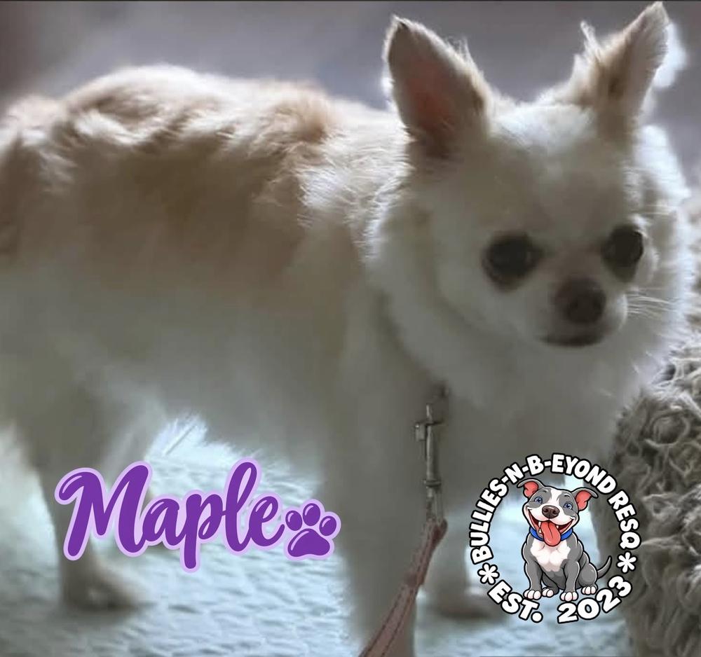 Enlarge Maple, a Adoptable Chihuahua in Omaha, NE image 2/2