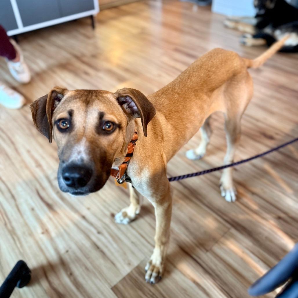 Enlarge Ringo, a Adoptable Mixed Breed in Bend, OR image 1/6