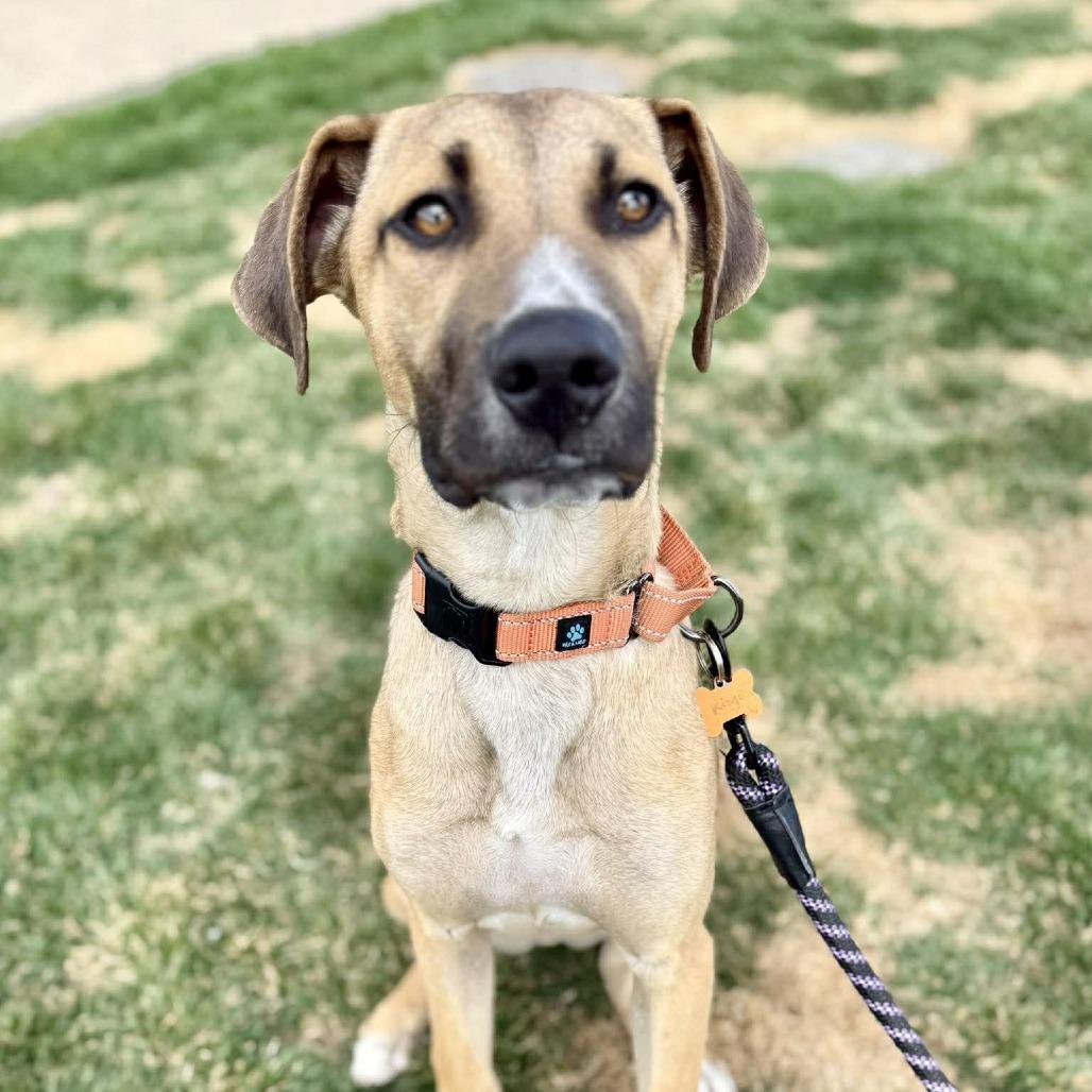 Enlarge Ringo, a Adoptable Mixed Breed in Bend, OR image 2/6