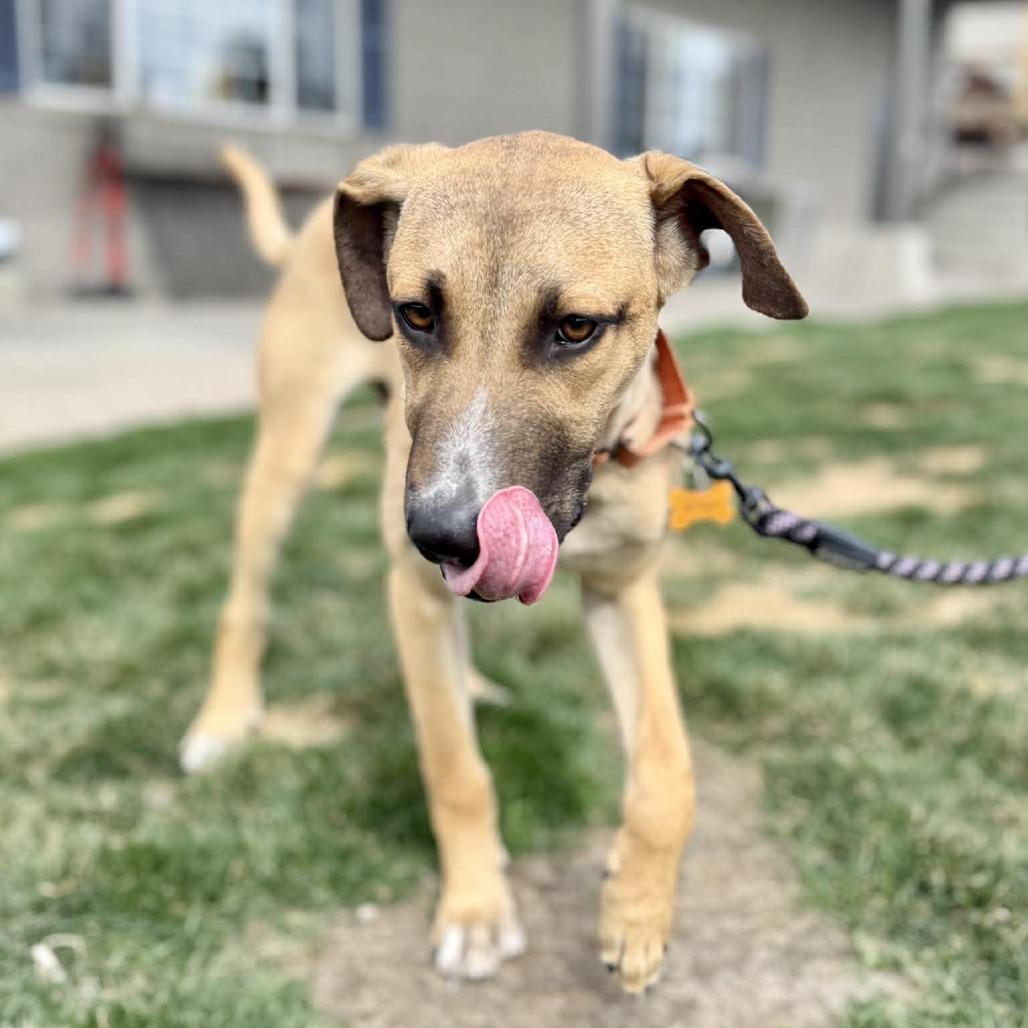 Enlarge Ringo, a Adoptable Mixed Breed in Bend, OR image 3/6
