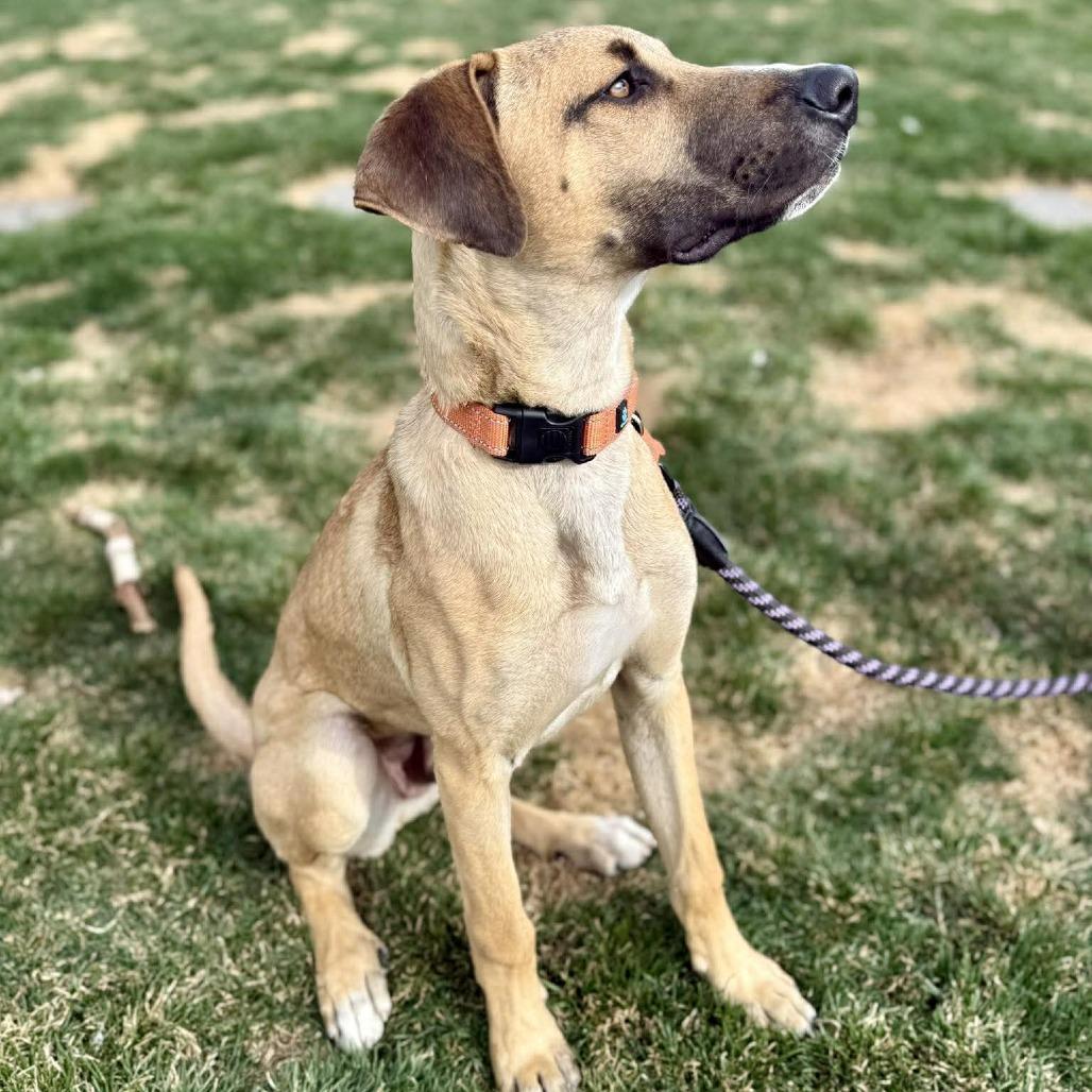 Enlarge Ringo, a Adoptable Mixed Breed in Bend, OR image 4/6