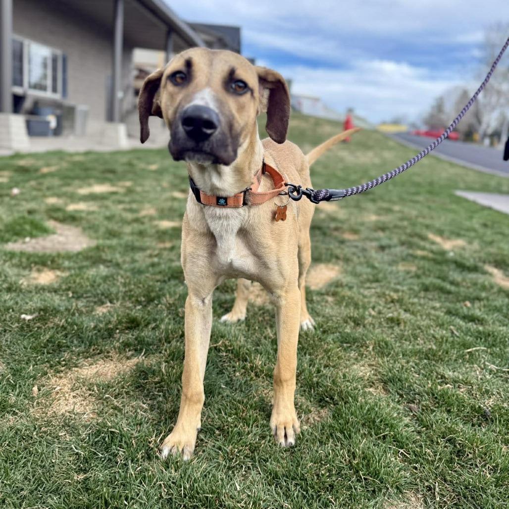Enlarge Ringo, a Adoptable Mixed Breed in Bend, OR image 5/6
