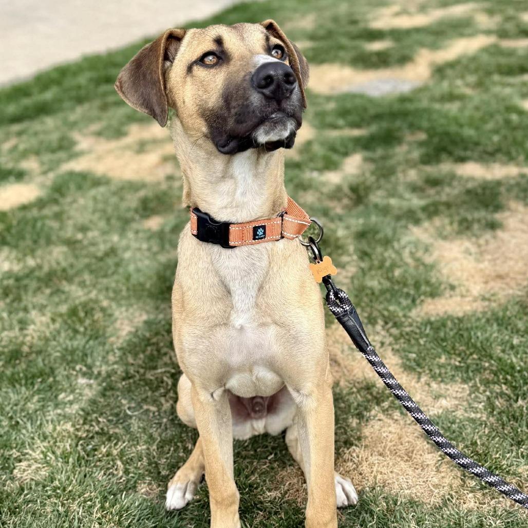 Enlarge Ringo, a Adoptable Mixed Breed in Bend, OR image 6/6