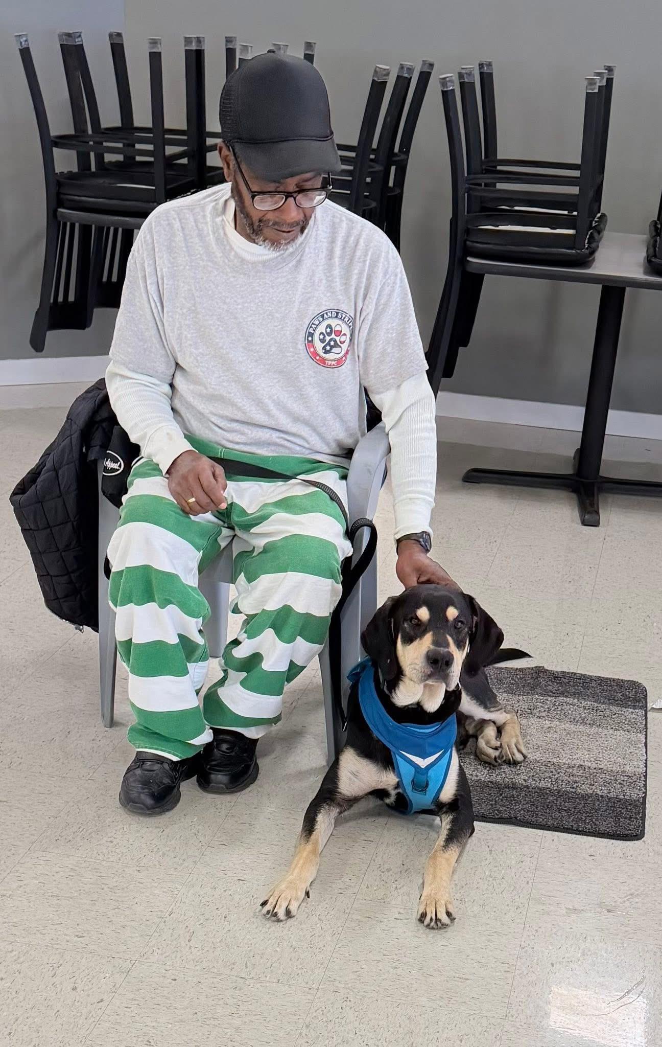 Tater, a ADOPTABLE Hound in South Amboy, NJ image 2/2