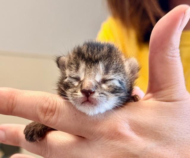 Enlarge Lilac, a ADOPTABLE Domestic Short Hair in Winter Haven, FL image 3/3