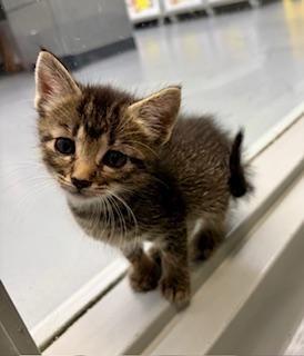 Lilac, ADOPTABLE, Kitten Female Domestic Short Hair.