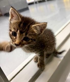 Enlarge Lilac, a ADOPTABLE Domestic Short Hair in Winter Haven, FL image 2/3