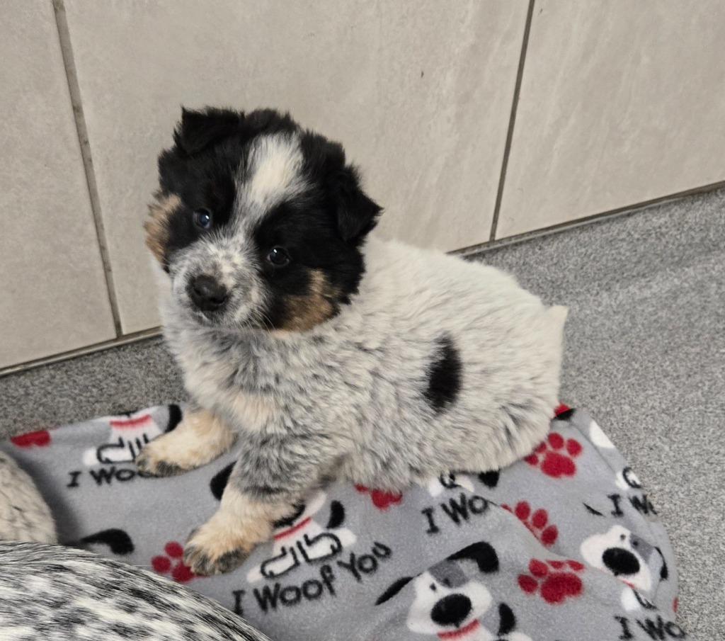 Bandit Yrly 53, a Adopted Cattle Dog in Sidney, OH image 1/2