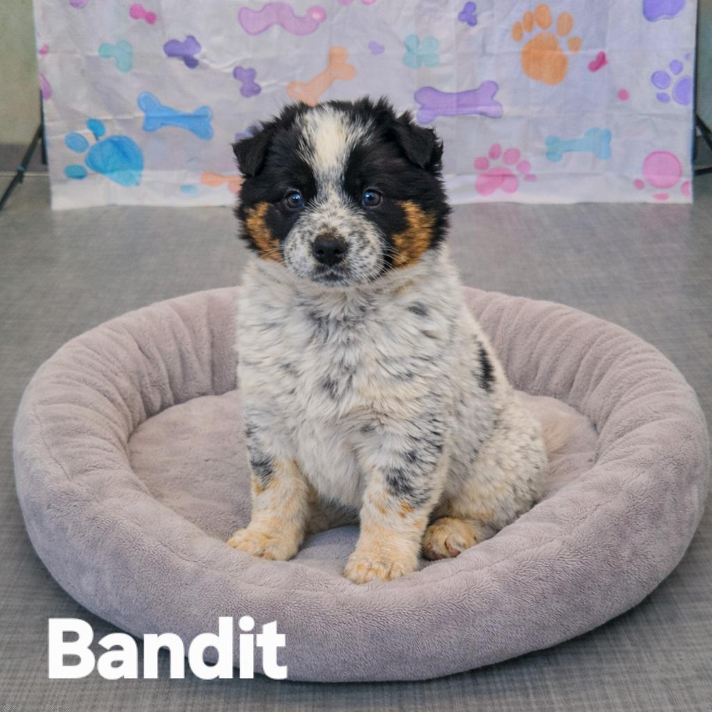 Bandit Yrly 53, a Adopted Cattle Dog in Sidney, OH image 2/2