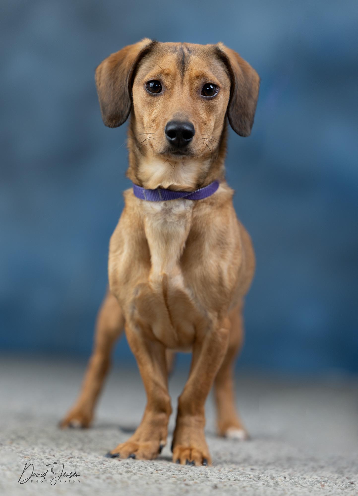 Oscar, ADOPTABLE, Young Male Dachshund.