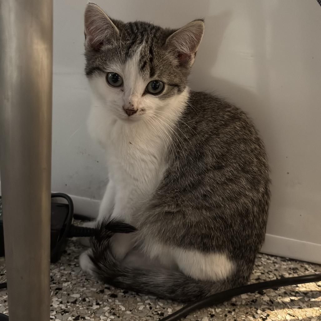 Bromine — thumbnail 2