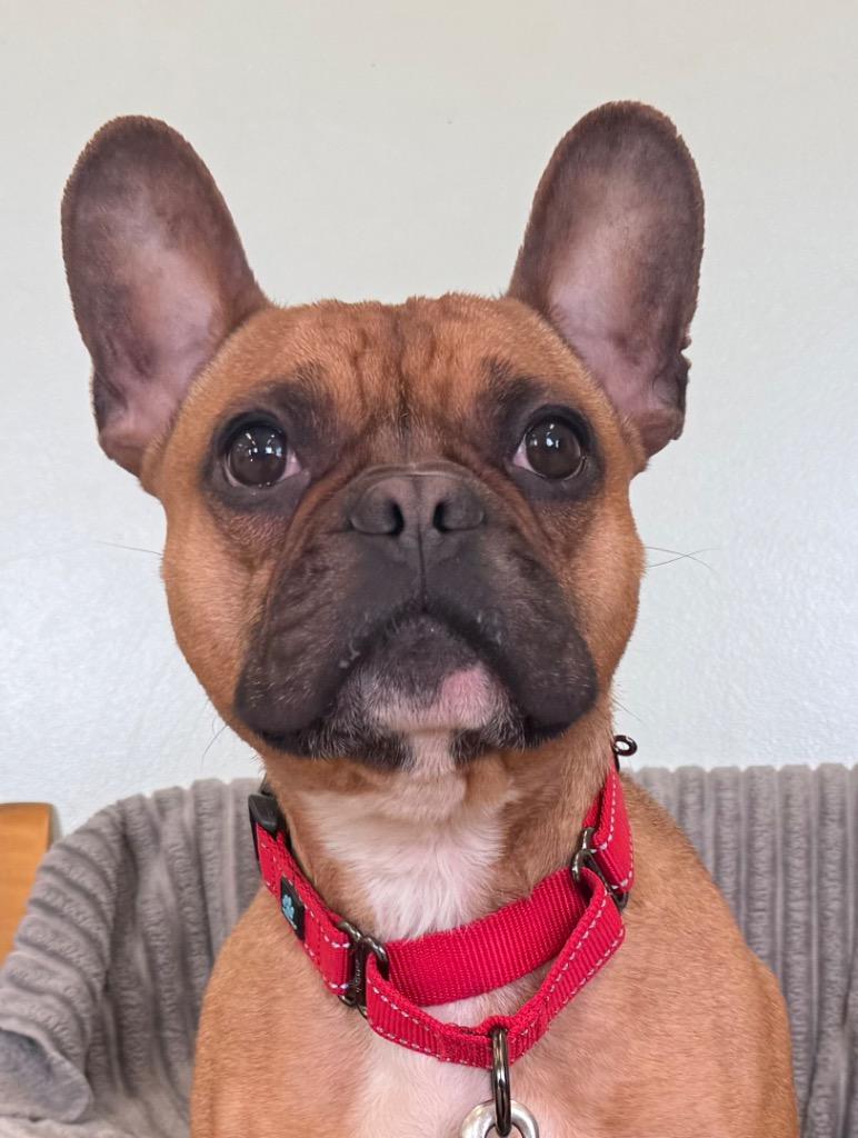 Enlarge Ryder, an adopted French Bulldog in Amery, WI image 1/2