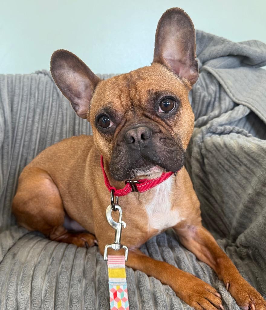 Enlarge Ryder, an adopted French Bulldog in Amery, WI image 2/2