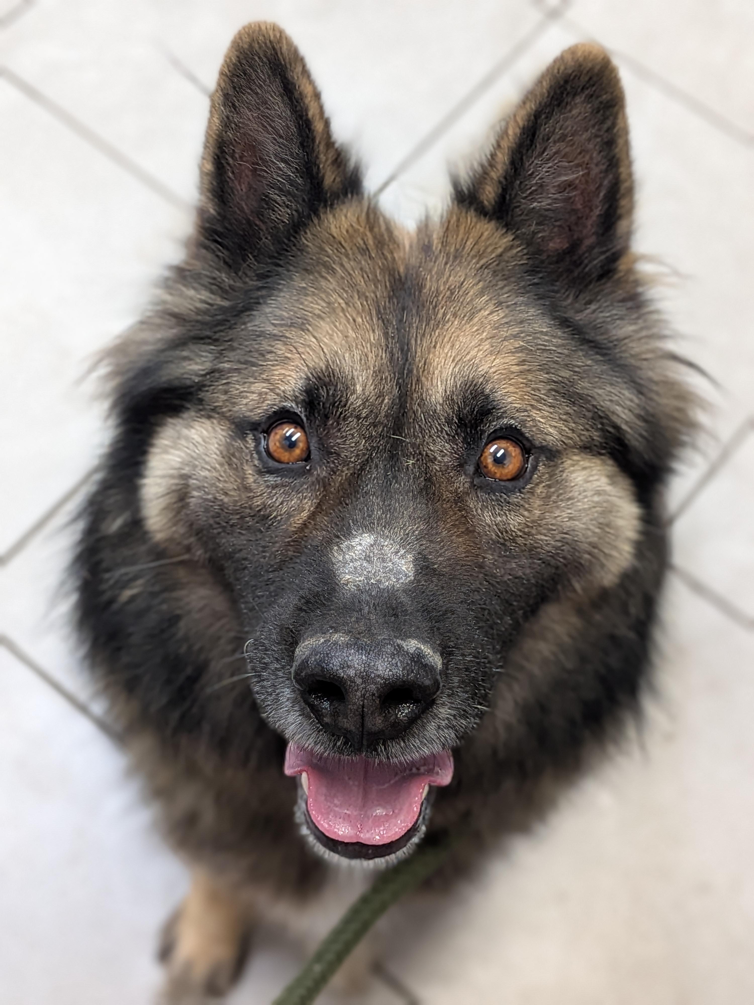 Kaysen, Adoptable, Adult Male Shepherd.