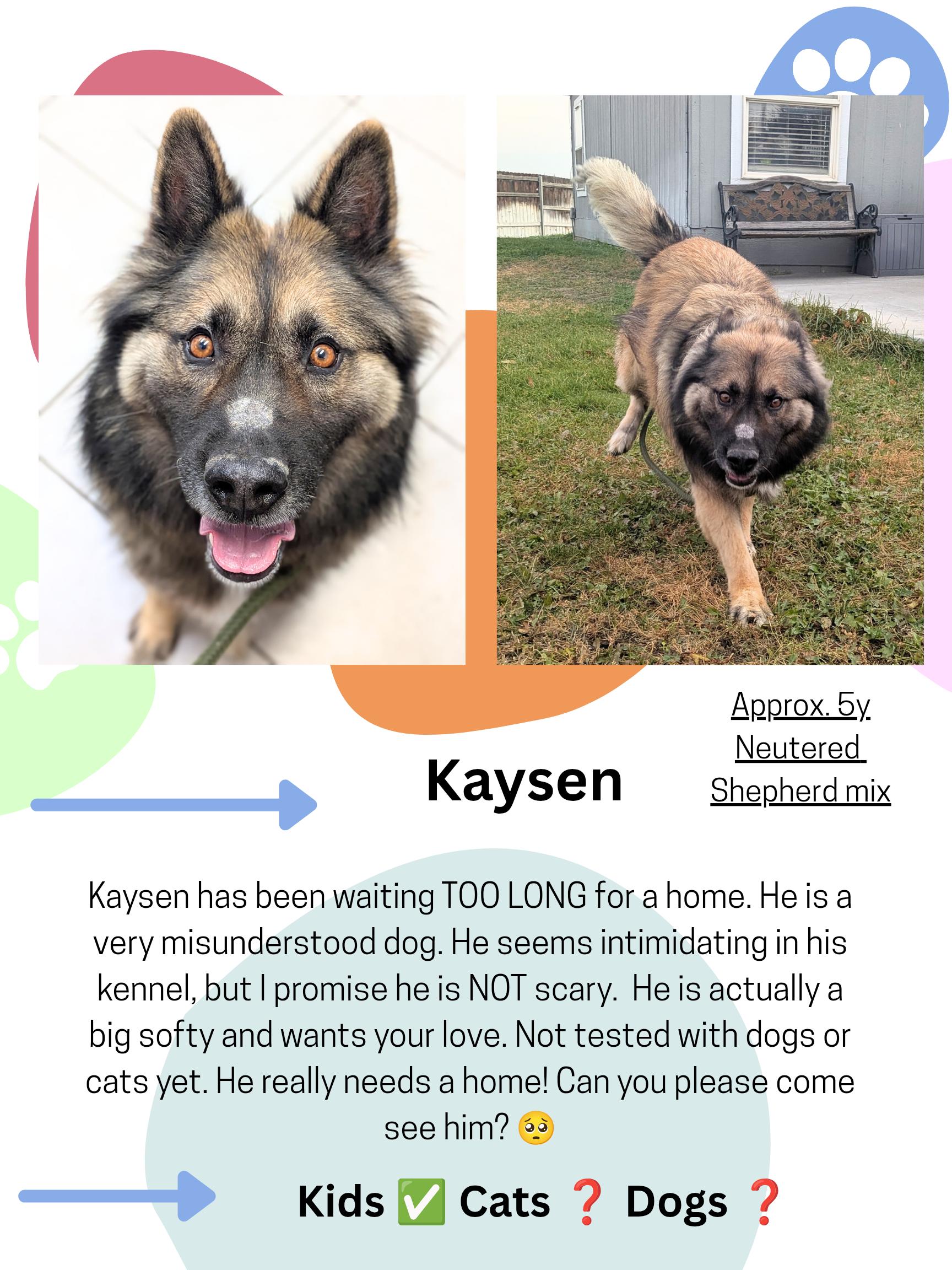 Enlarge Kaysen, a Adoptable mixed breed in Hermiston, OR image 2/5