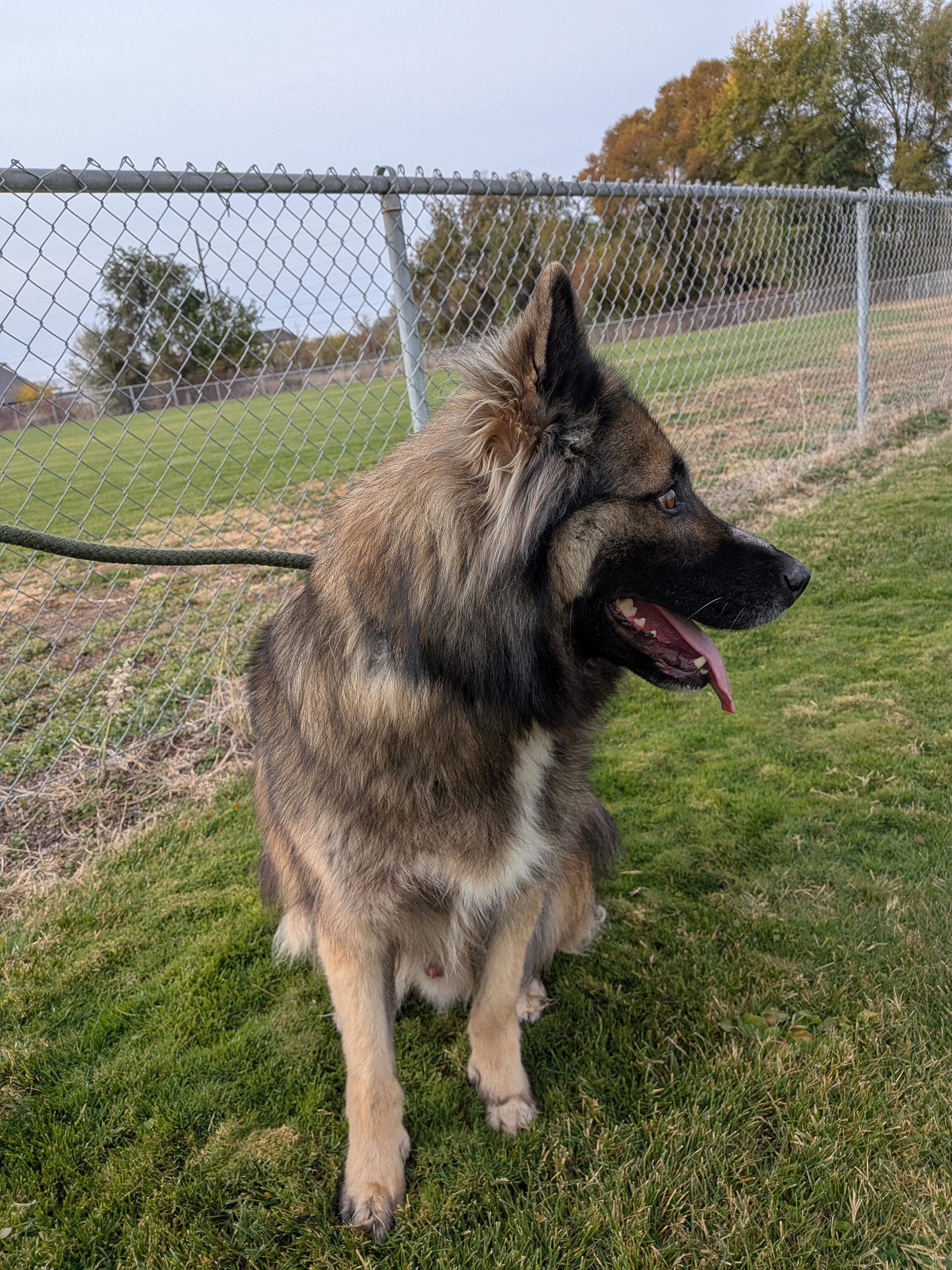 Enlarge Kaysen, a Adoptable mixed breed in Hermiston, OR image 3/5