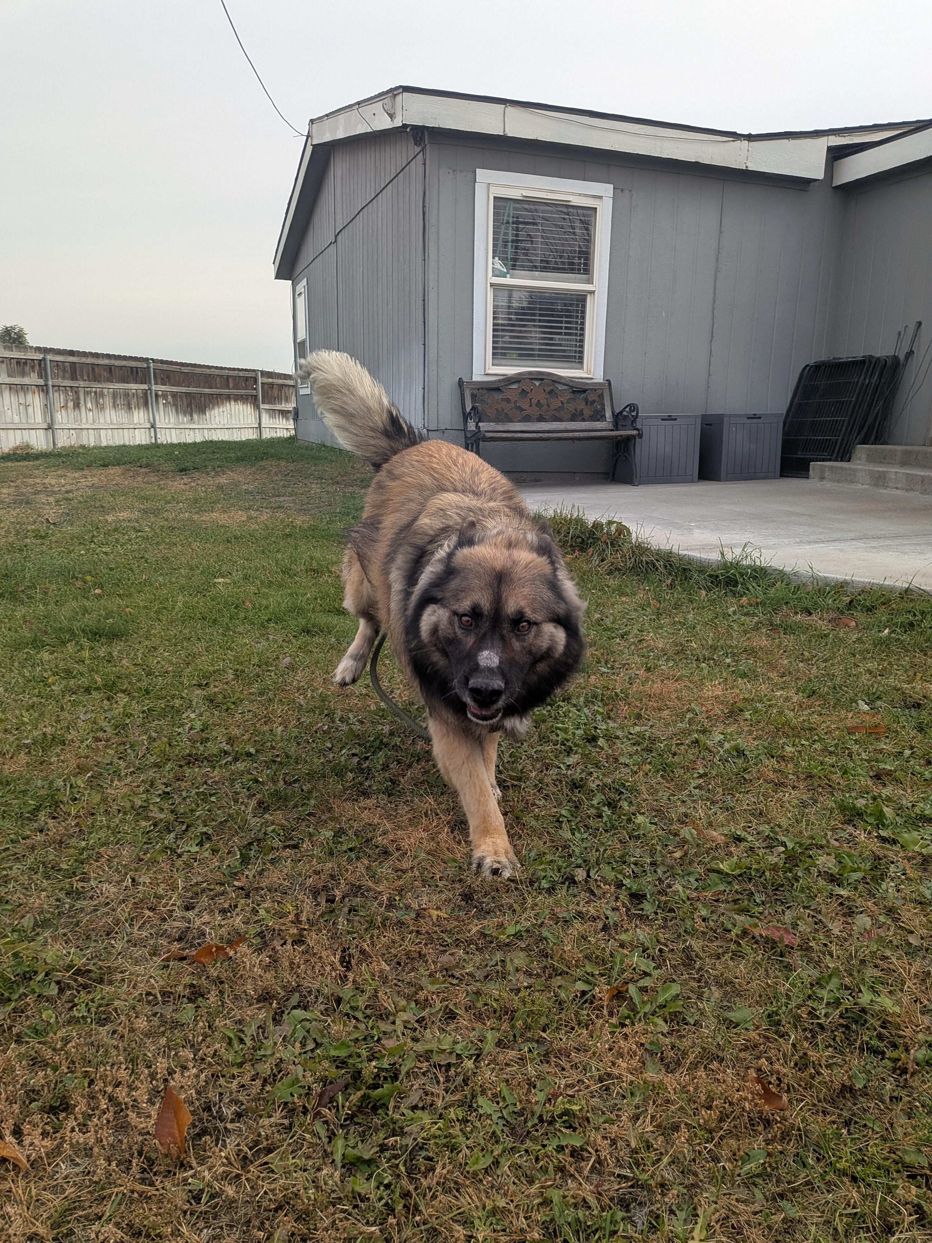 Enlarge Kaysen, a Adoptable mixed breed in Hermiston, OR image 4/5