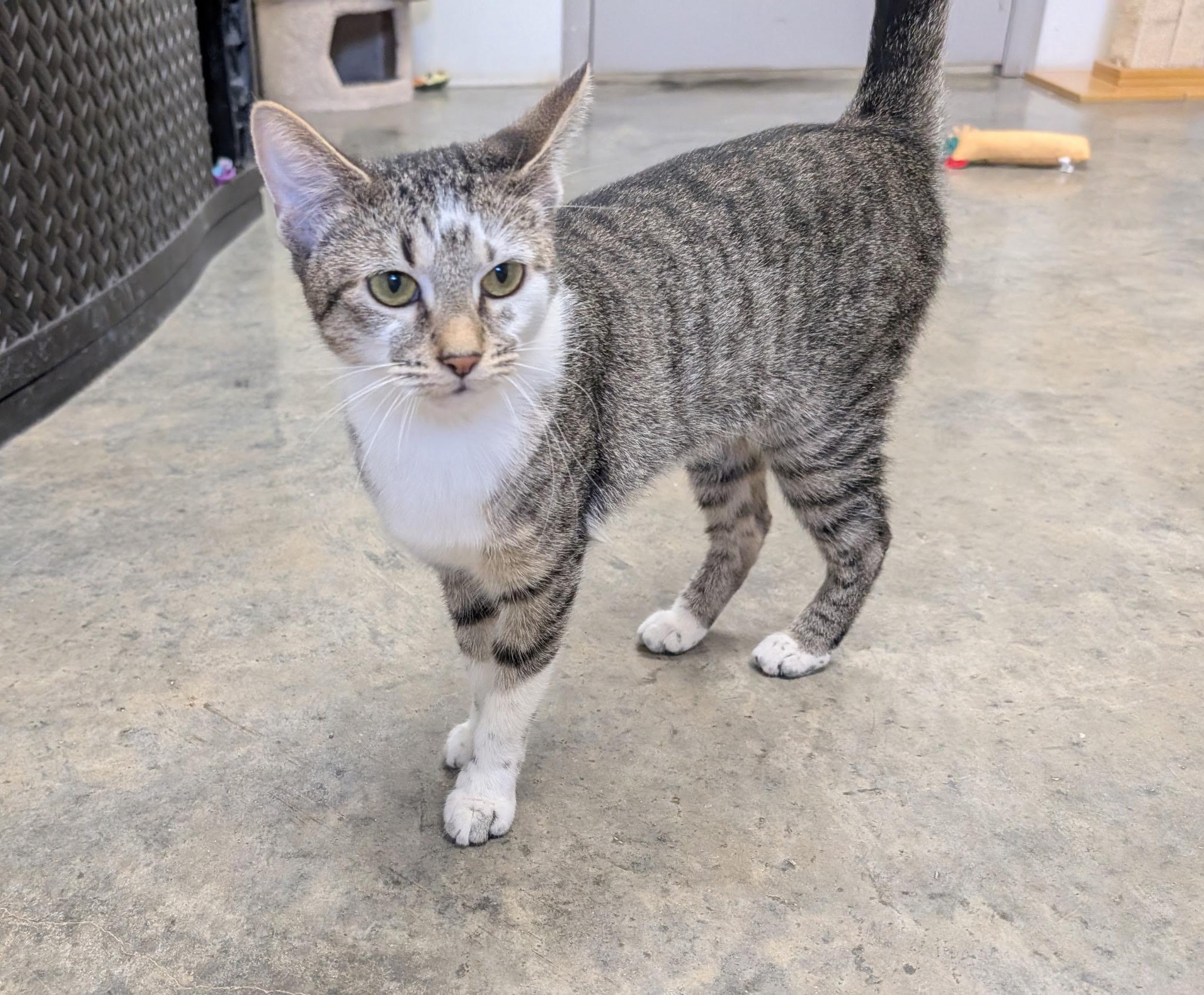 Patches, Young Female unknown