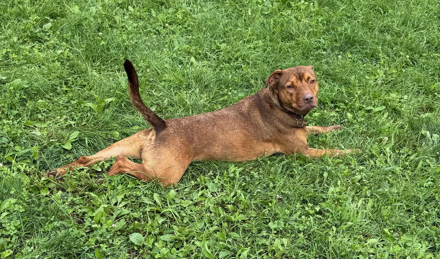 Enlarge Henry, a Adoptable mixed breed in South Charleston, OH image 2/2