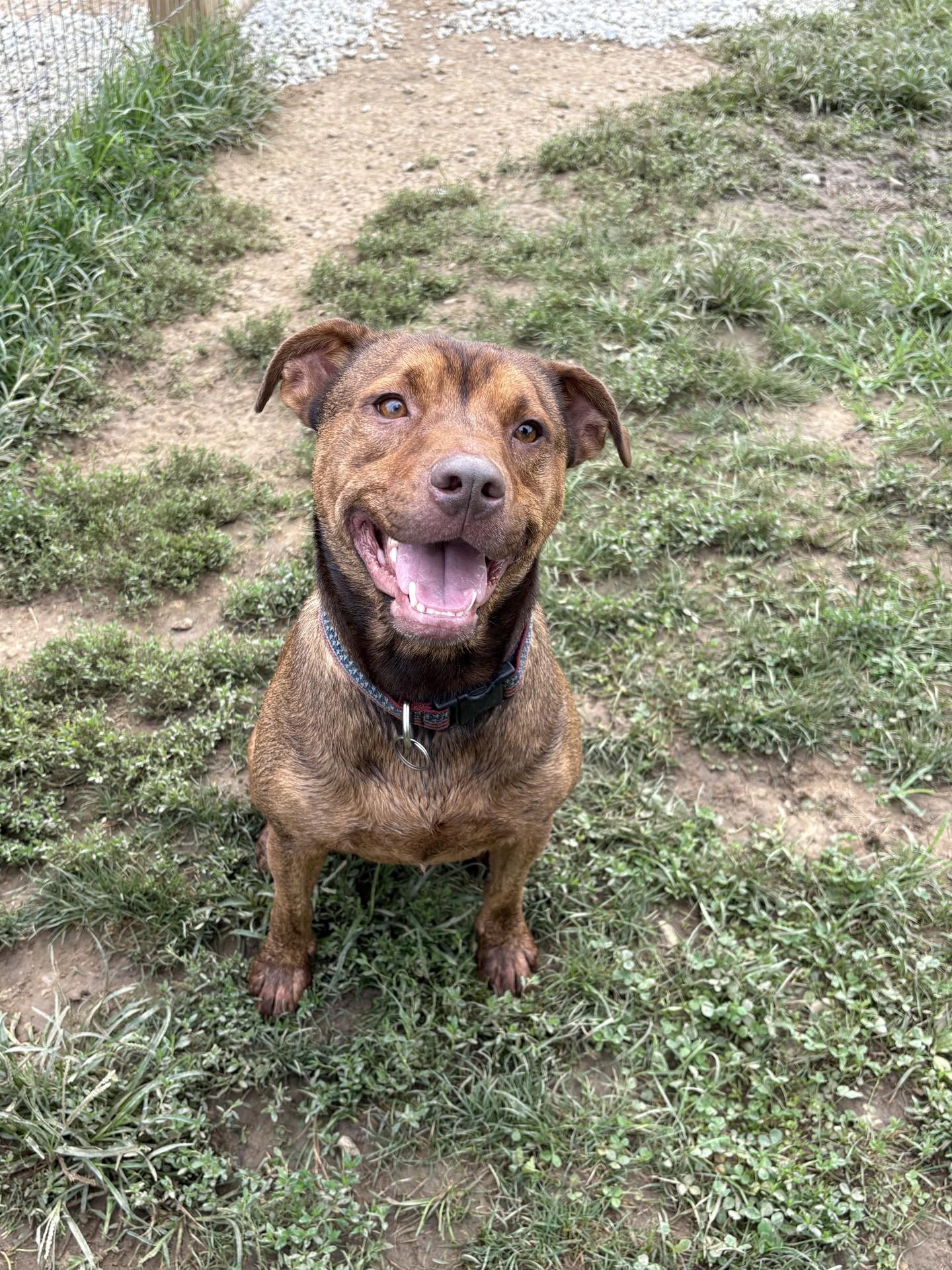 Henry, Adoptable, Adult Male Catahoula Leopard Dog & Pit Bull Terrier.
