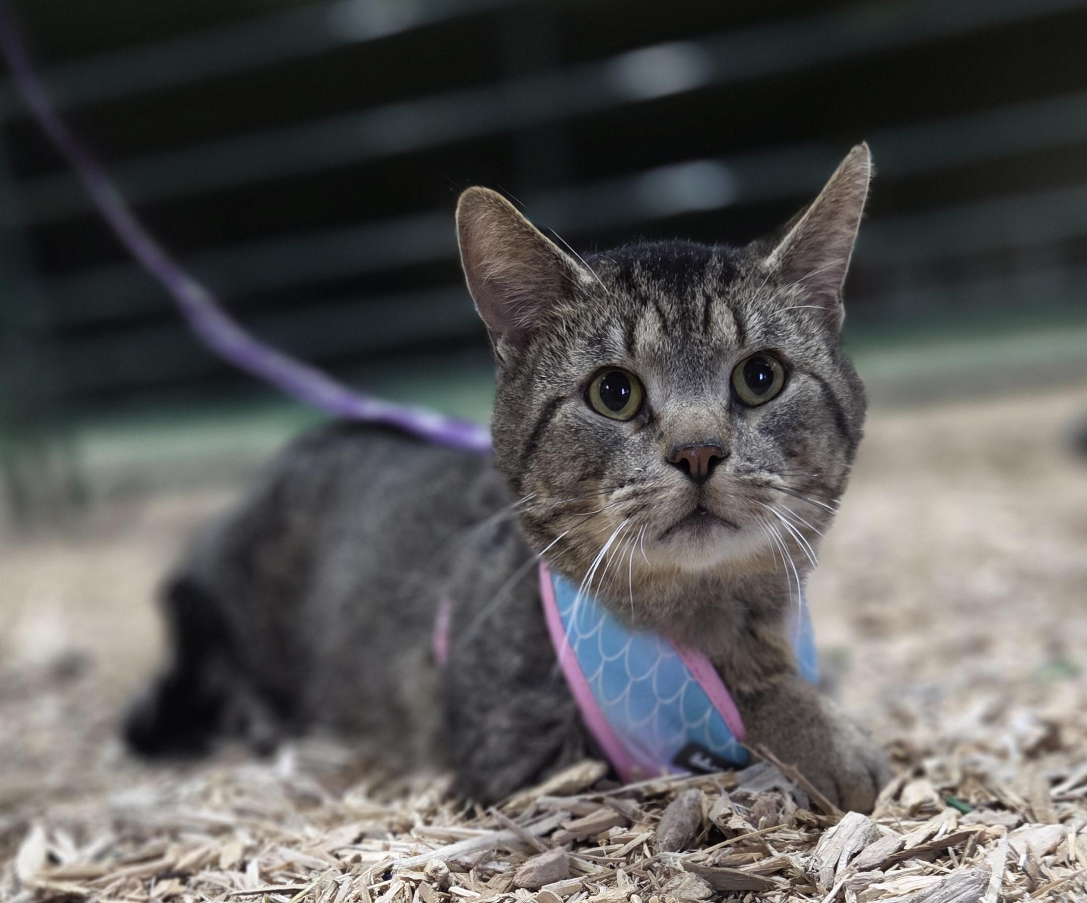 Enlarge Hairy Styles, a ADOPTABLE Domestic Short Hair in Brookings, SD image 2/2