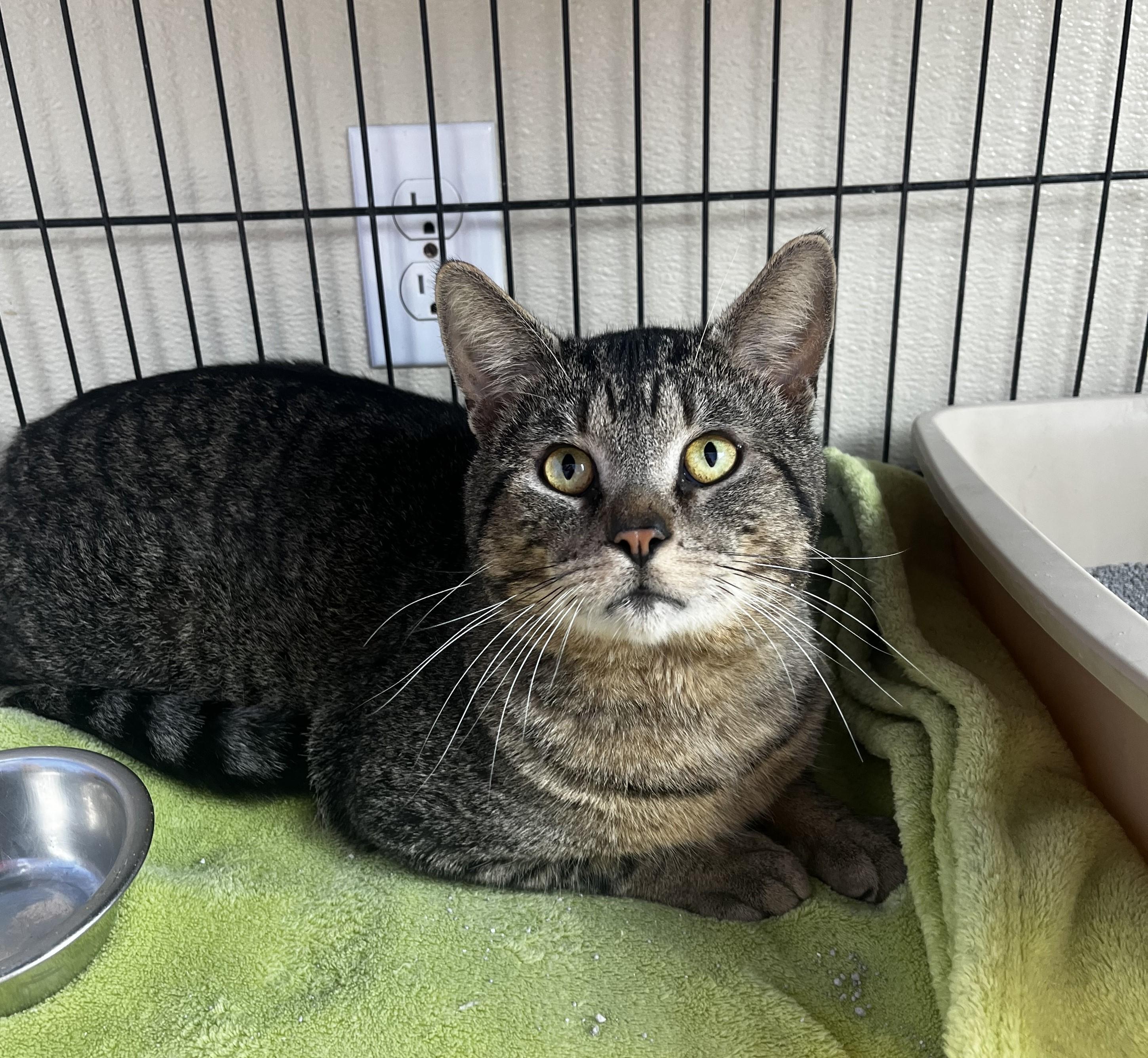 Enlarge Hairy Styles, a ADOPTABLE Domestic Short Hair in Brookings, SD image 1/1