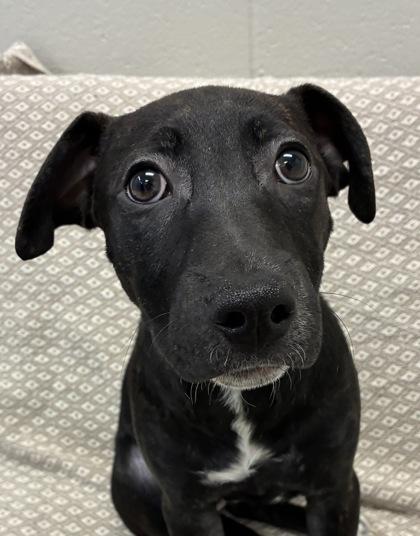 Panga, Adoptable, Puppy Female Pit Bull Terrier & Mixed Breed.