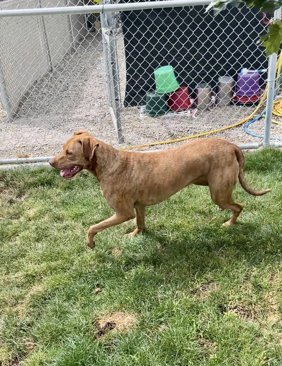 Beatrice (Beans), Adopted, Young Female Great Dane & Vizsla.