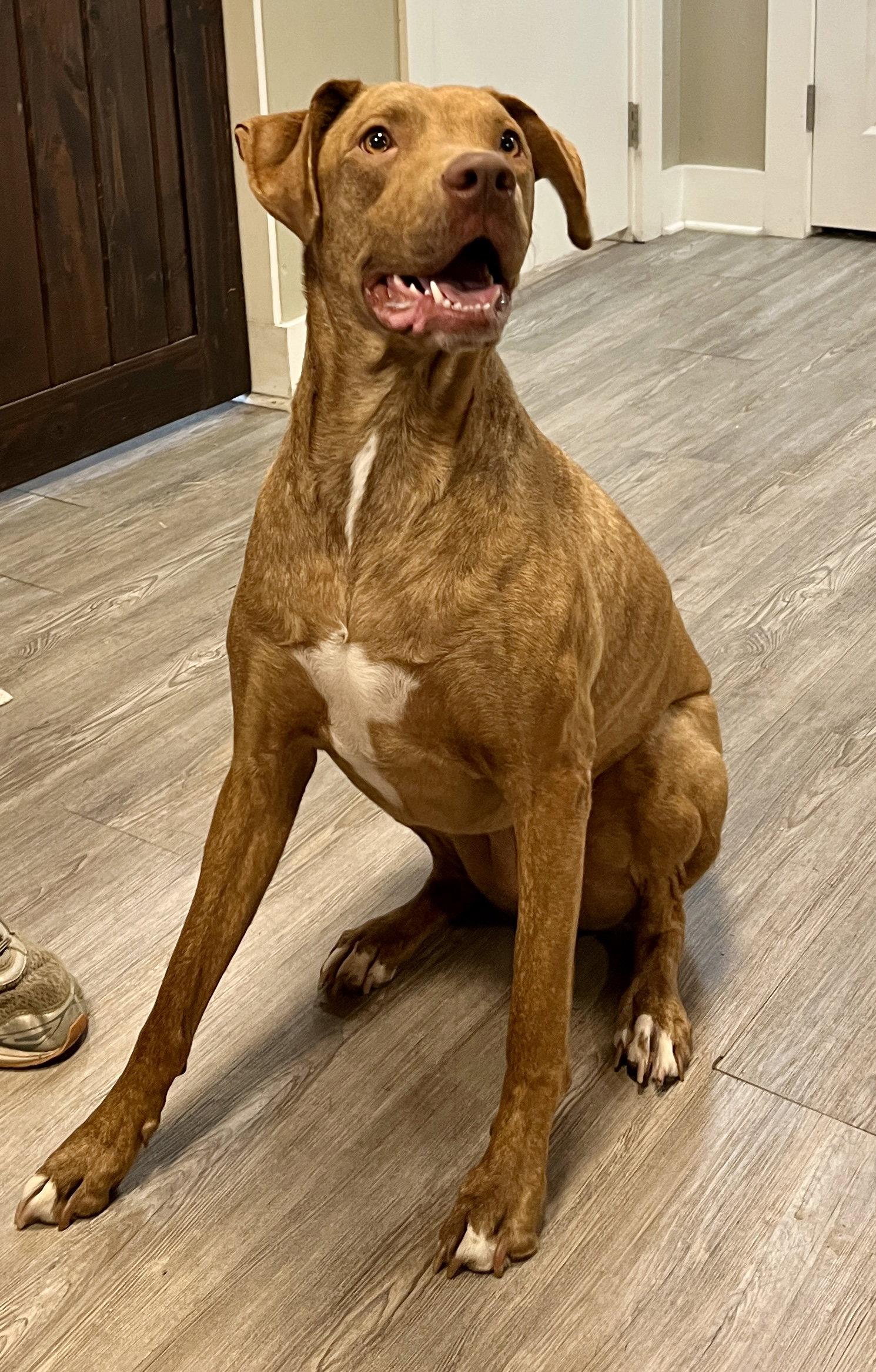 Enlarge Beatrice (Beans), a Adopted mixed breed in Emmett, ID image 2/3