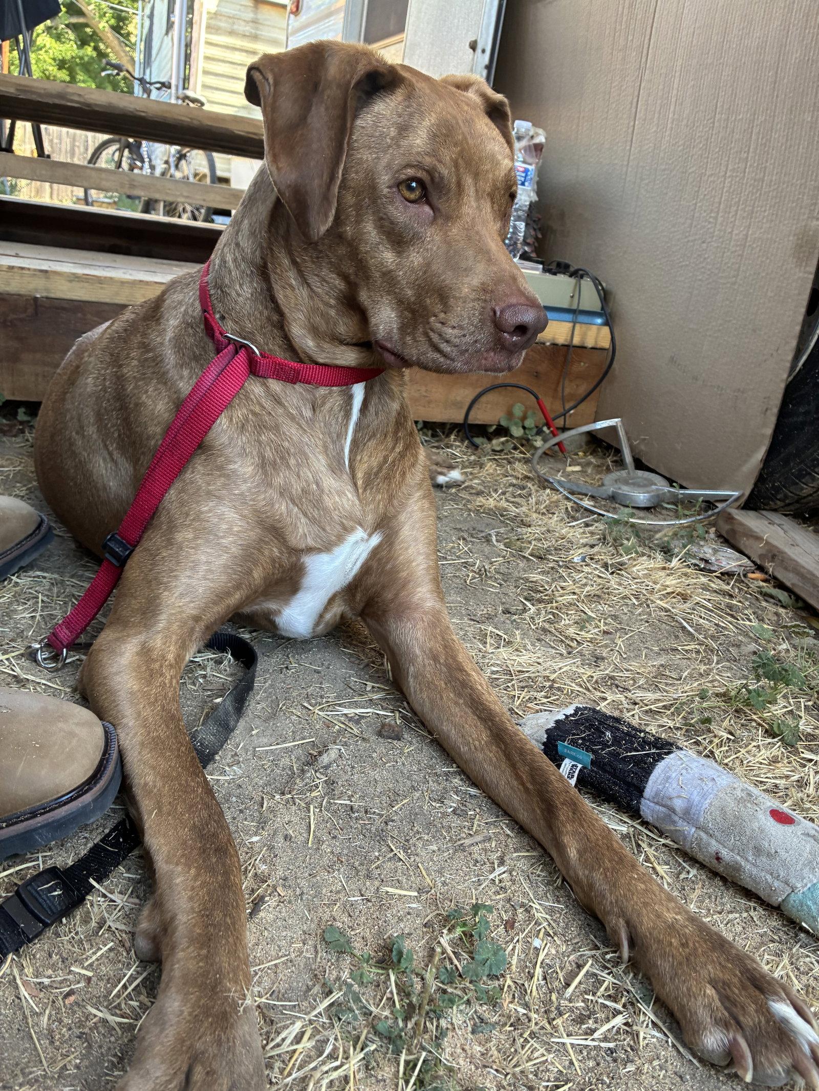 Enlarge Beatrice (Beans), a Adopted mixed breed in Emmett, ID image 3/3