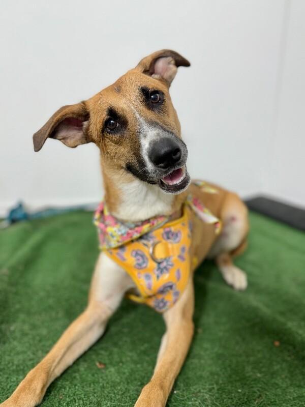 Bea, adopted, Puppy Female German Shepherd Dog & Mixed Breed.