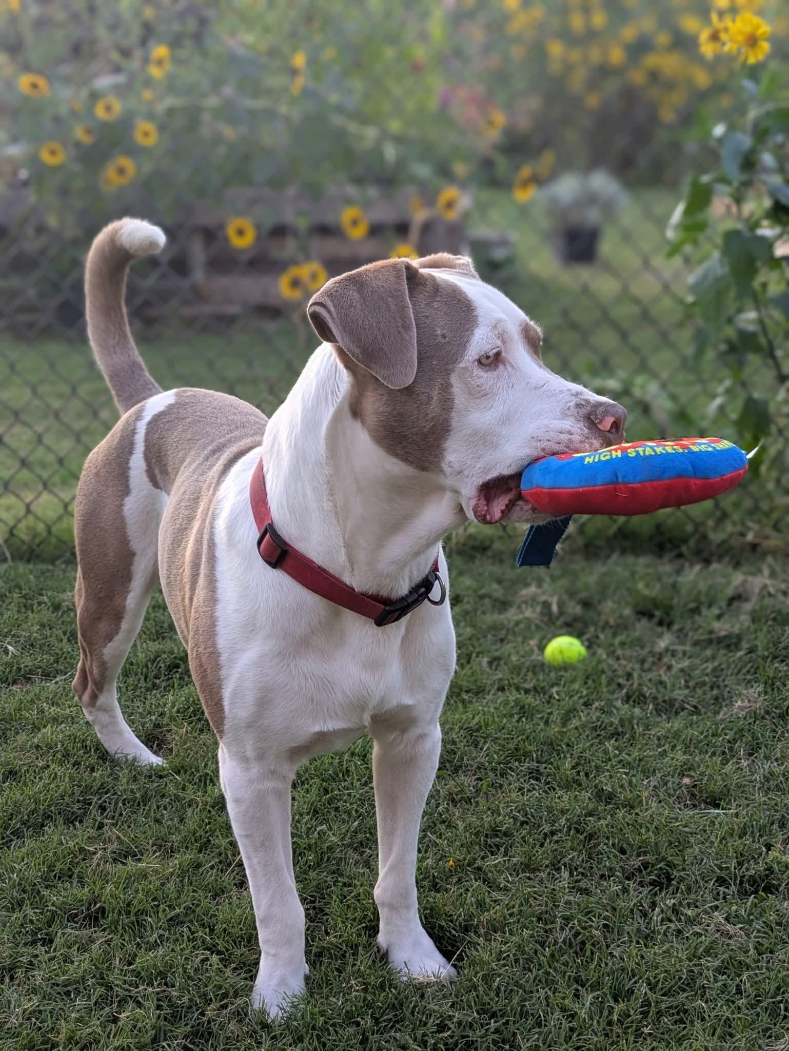 Enlarge Champ, an adopted mixed breed in Colorado Springs, CO image 5/6