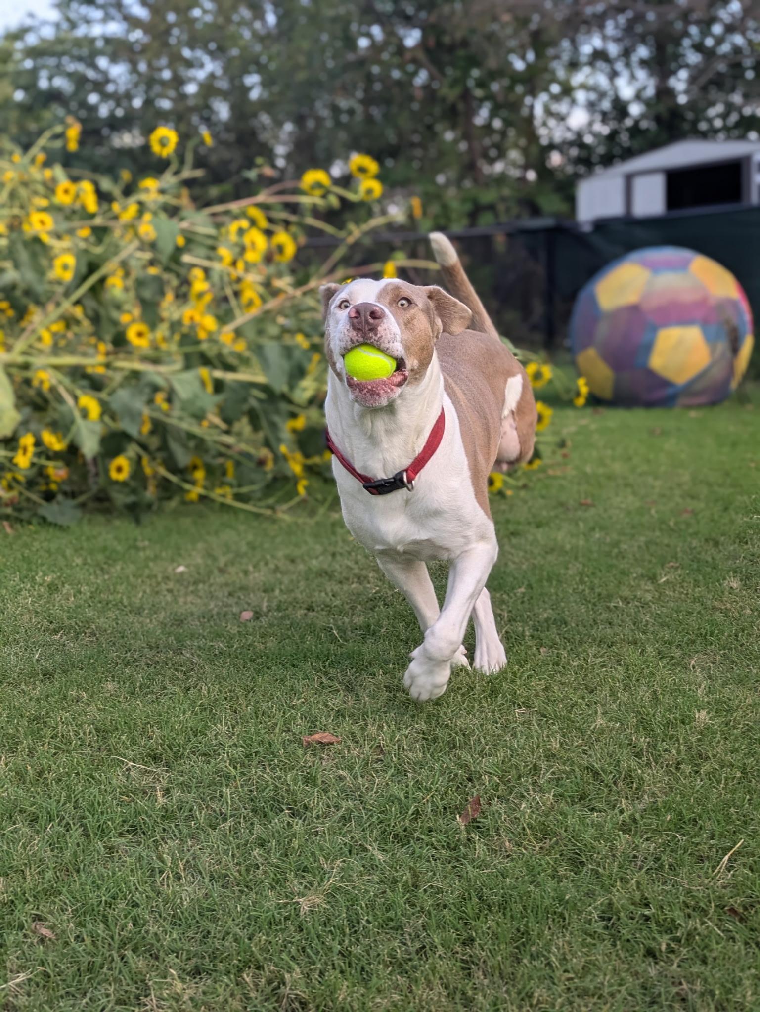Enlarge Champ, an adopted mixed breed in Colorado Springs, CO image 3/6