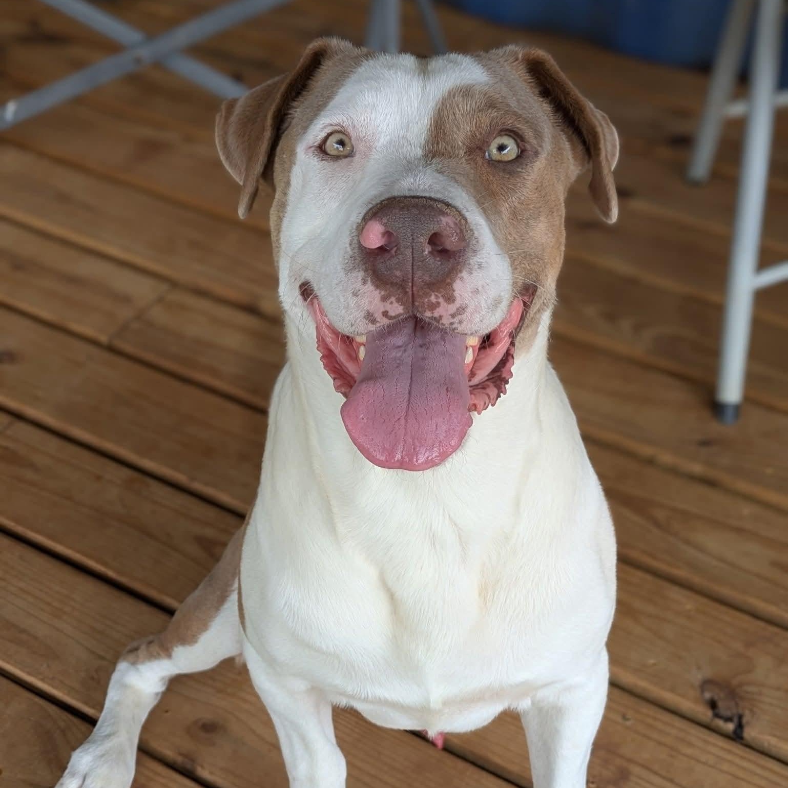 Enlarge Champ, an adopted mixed breed in Colorado Springs, CO image 1/6