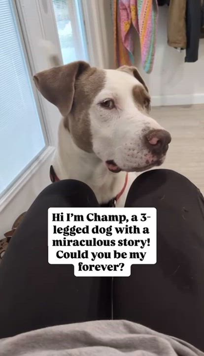 Enlarge Champ, an adopted mixed breed in Colorado Springs, CO video 2/6