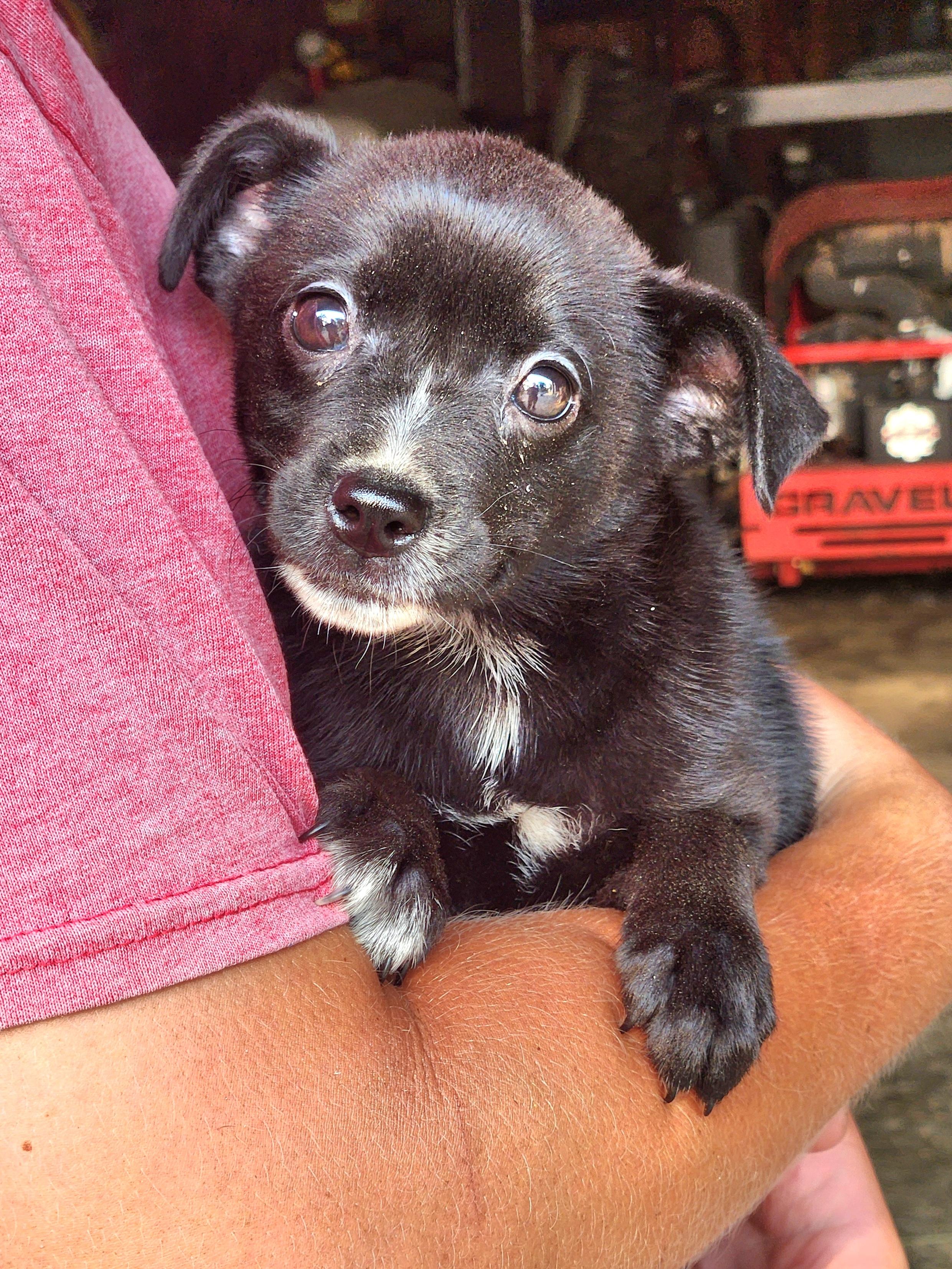 Pixie, Baby Female unknown